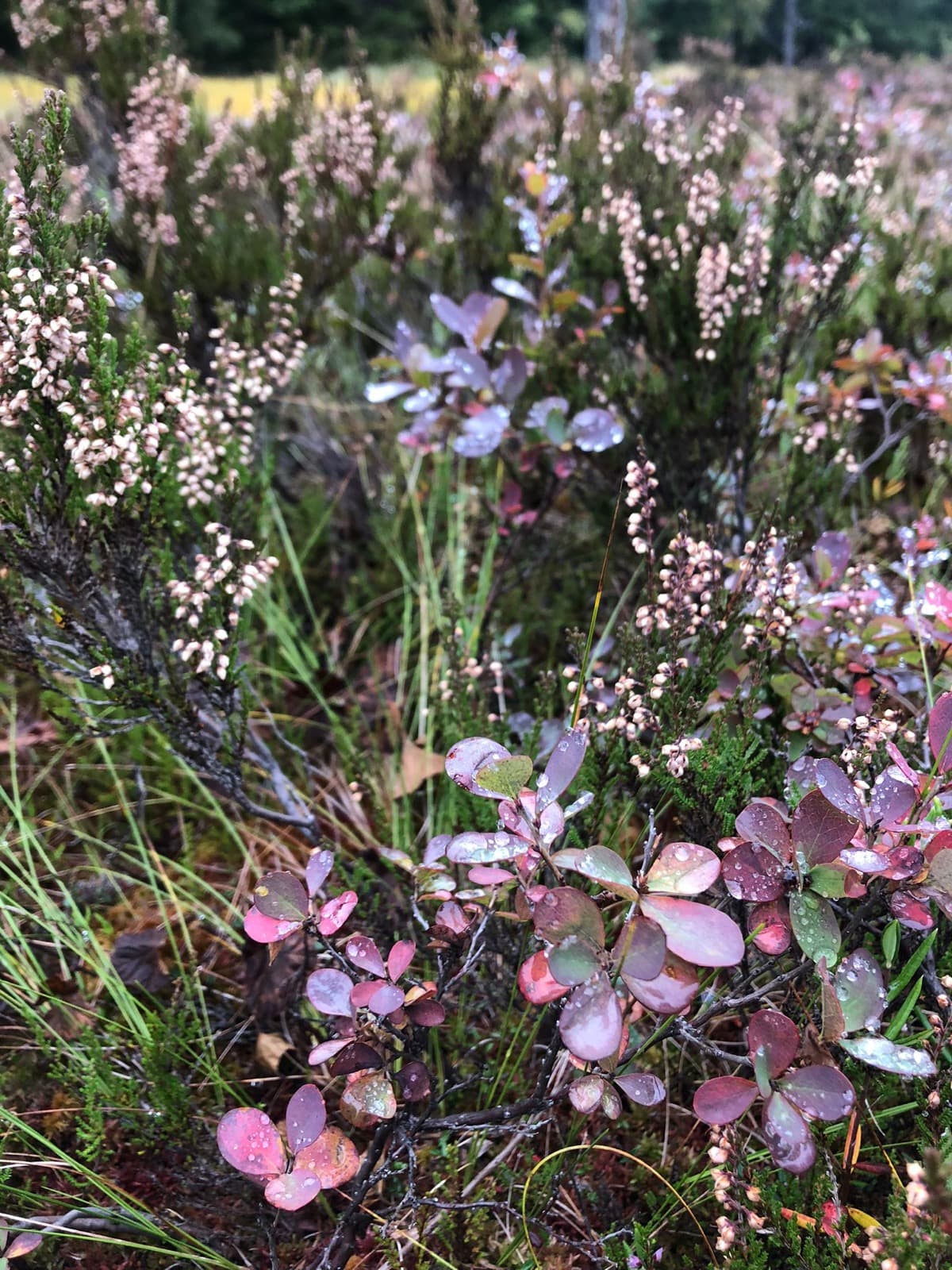Pink heather and red autumn leaves with raindrops on them.